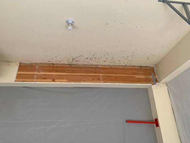 Reliable Clinton, IA Mold Removal Solutions