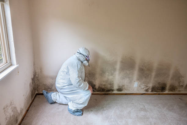 Best Mold Odor Removal Services  in Clinton, IA