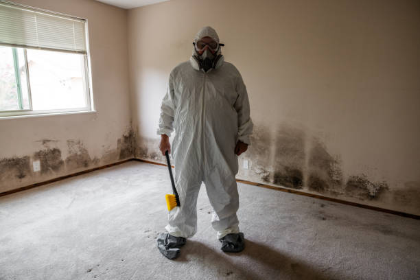 Best Mold Damage Restoration  in Clinton, IA